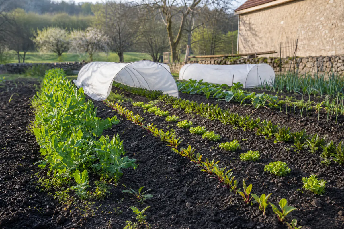 Rangs de pois, radis et jeunes laitues plantés dans un potager français au début du printemps, sous lumière douce