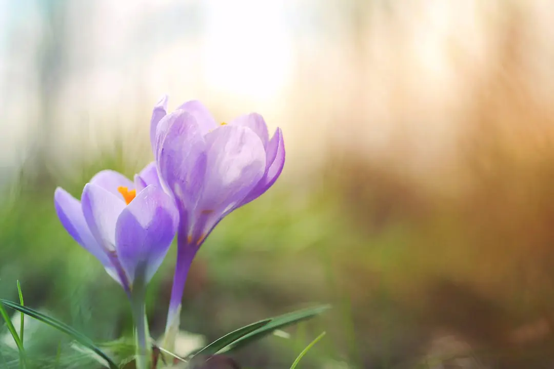 Jardin français en mars avec massif nettoyé, vivaces émergentes, compost et jeune plantation sous lumière douce