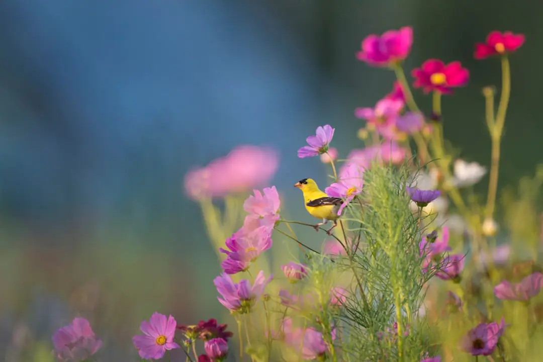 Jardin français fleuri avec vivaces, annuelles et allée paillée prêt à accueillir une visite conviviale