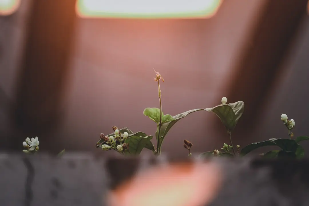 Jeunes semis de tomates et de basilic en godets sur une table lumineuse près d’une fenêtre de maison