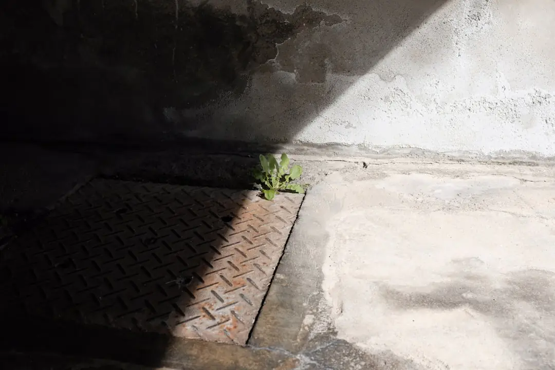Jardinier débutant observant son potager paillé, arrosoir en main, parmi des plants bien espacés