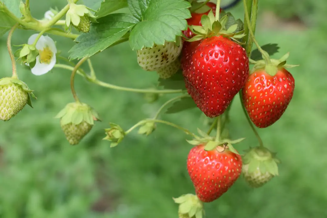 Touffe de fraisiers vigoureux paillés dans un potager français, avec fraises mûres et arrosoir au pied