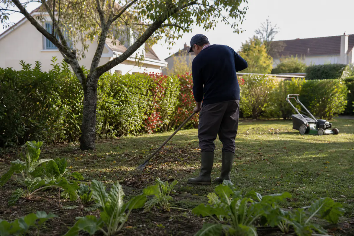 Jardinier utilisant un râteau silencieux dans un jardin français près d'une haie, pendant une pause calme de midi