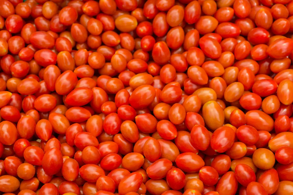 Potager français paillé en été, grandes tomates sous voile d’ombrage et allée de gazon tondue