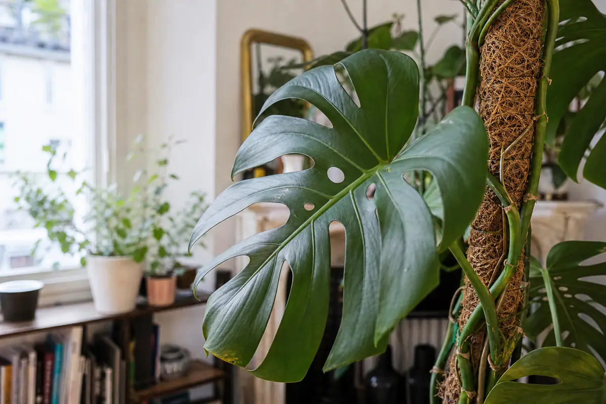 Feuille de monstera adulte largement trouée et fenêtrée, dans un intérieur français baigné de lumière naturelle