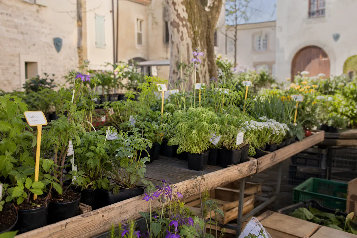 Des jardiniers choisissent des vivaces en godets sur des étals fleuris d’un marché printanier