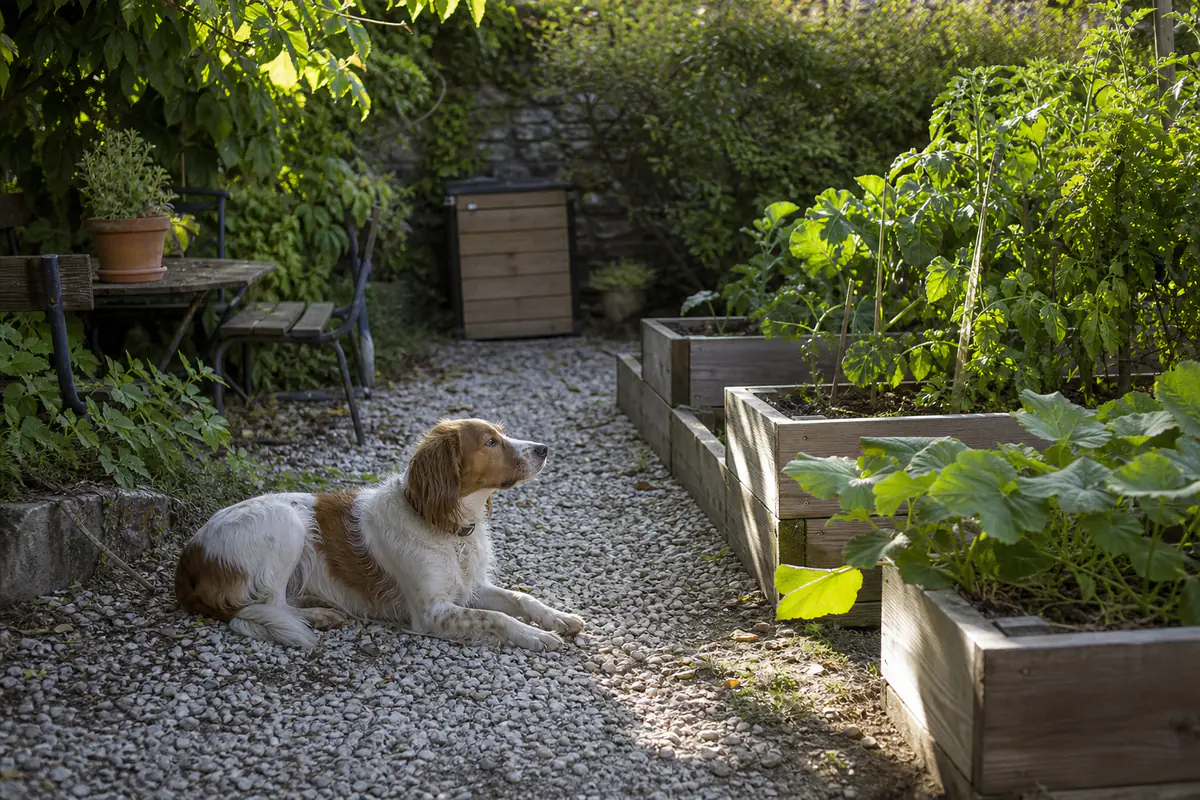 Chien allongé près d’un potager surélevé dans un jardin français aménagé avec allée et haie sécurisée
