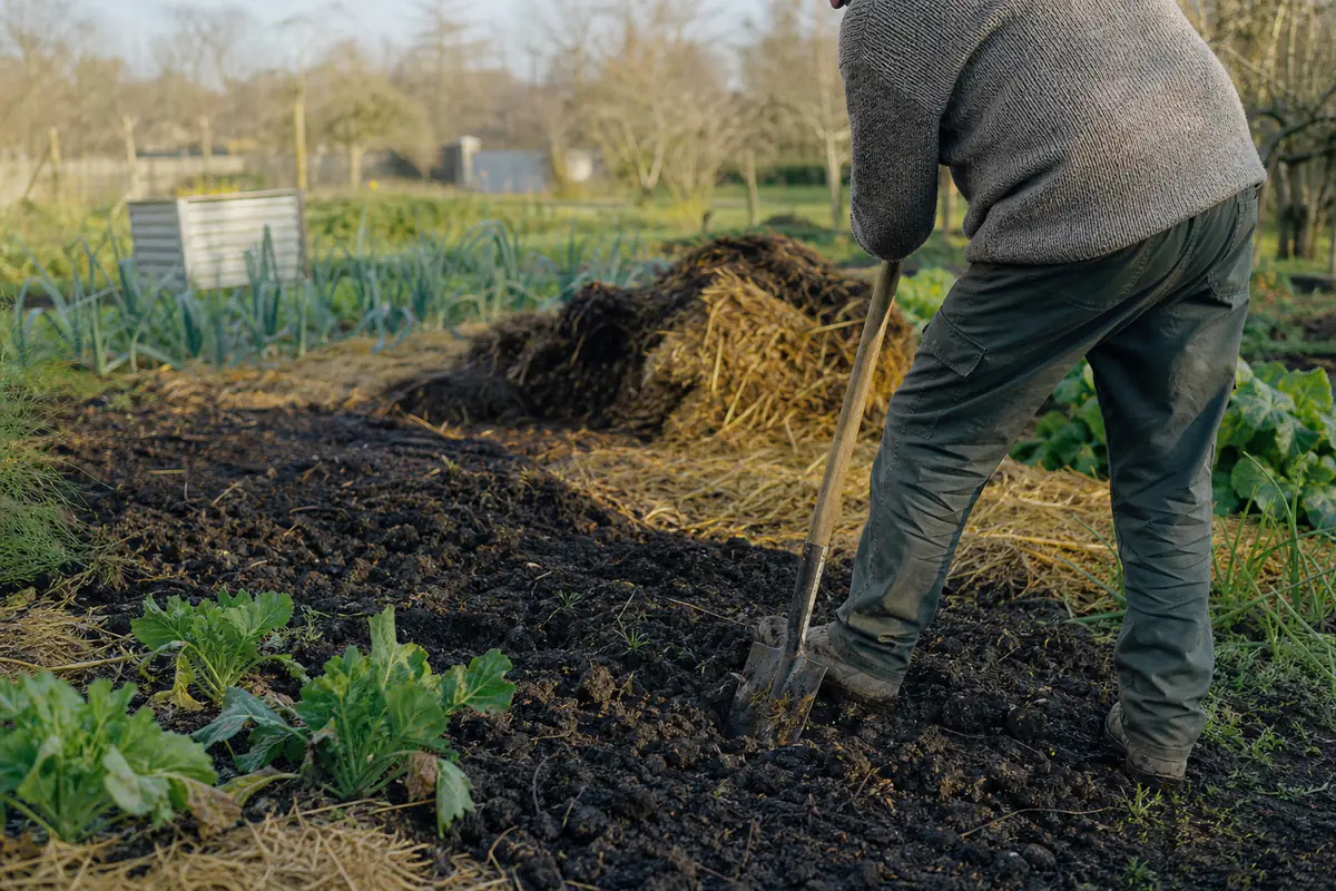 Jardinier sportif utilisant une bêche à manche long dans un potager paillé, dos droit et genoux fléchis