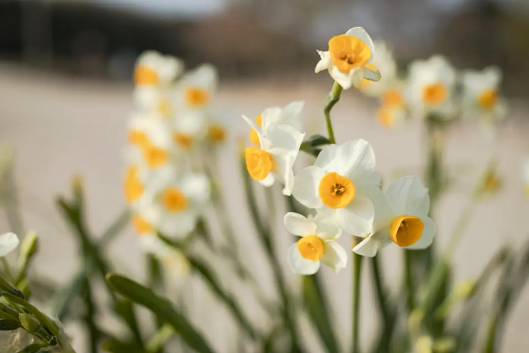 Touffe de narcisses jaunes et blancs en fleurs dans un jardin français lumineux au début du printemps