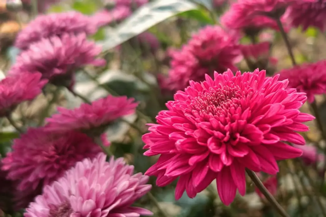 Jardin français en hiver avec potées protégées, châssis potager et vivaces paillées sous une lumière douce
