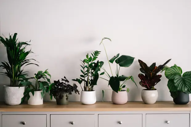 Composition de plantes d’intérieur à trois hauteurs près d’une fenêtre dans un salon lumineux français