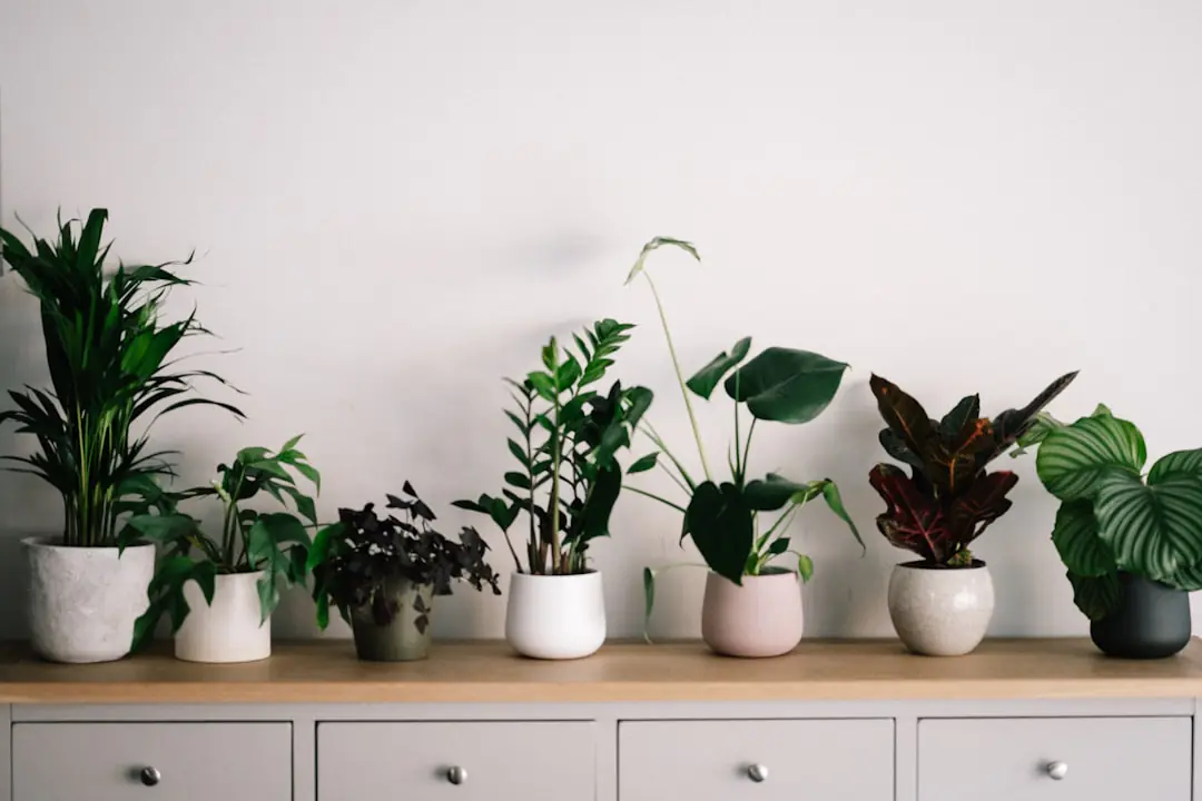 Composition de plantes d’intérieur à trois hauteurs près d’une fenêtre dans un salon lumineux français