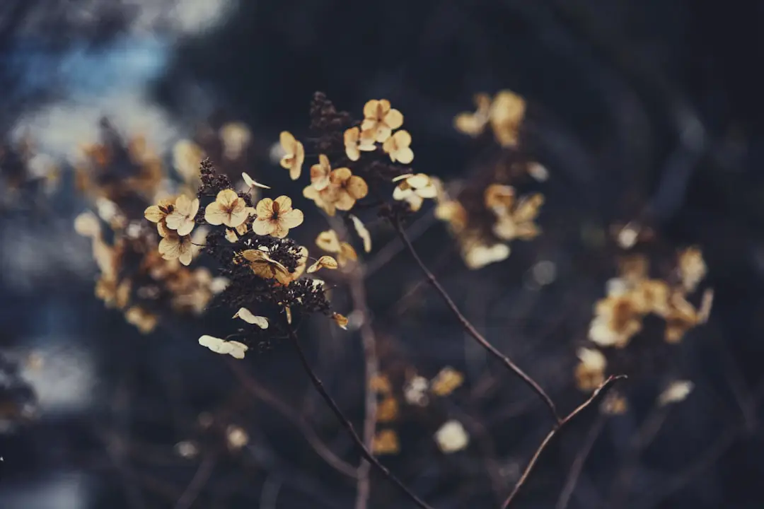 Jasmin d’hiver jaune en fleurs sur un mur de pierre dans un jardin français au cœur de l’hiver