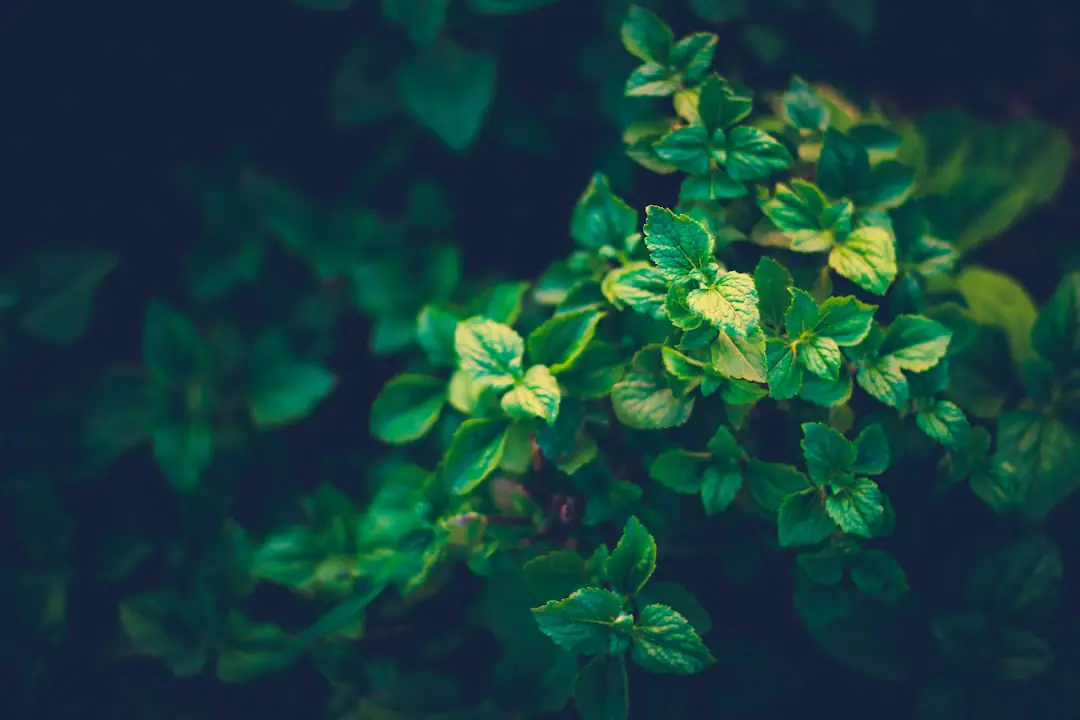 Table de dégustation de plantes aromatiques et fleurs comestibles dans un jardin français lumineux