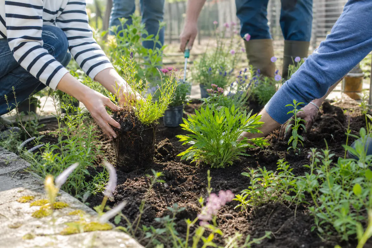 Membres d’un club de jardinage plantant des vivaces locales dans un jardin collectif fleuri