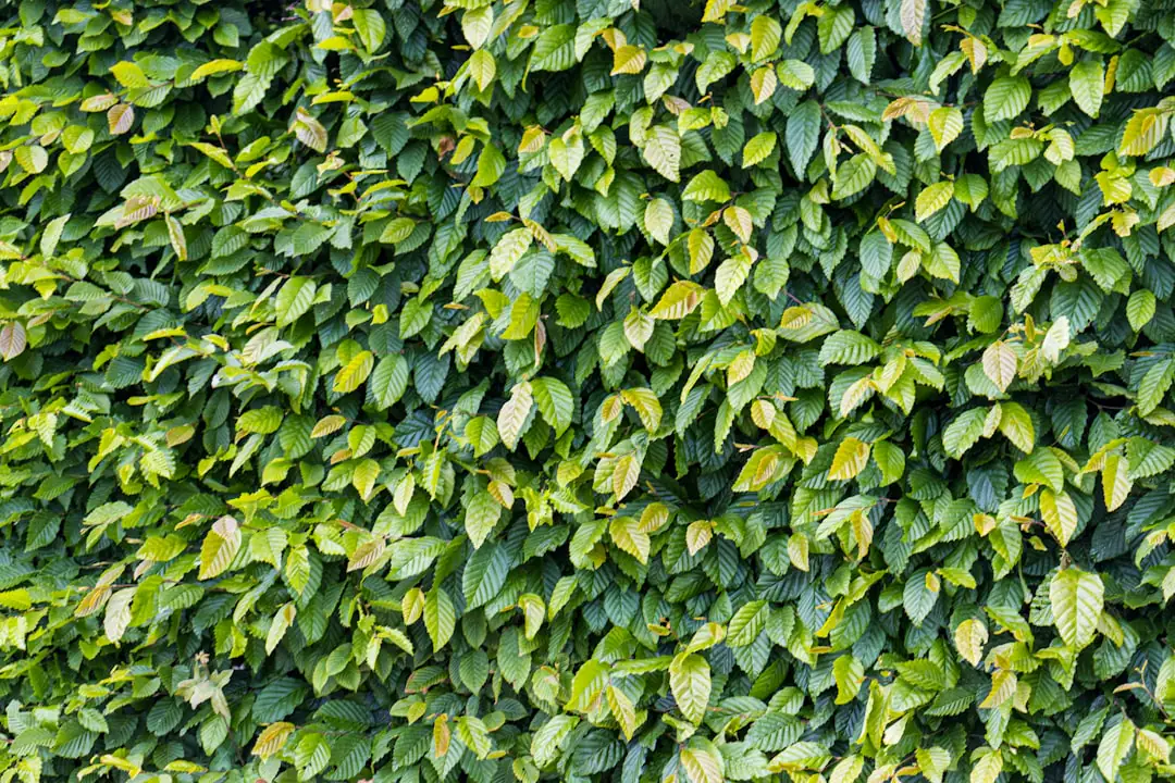 Jardinier taillant une haie de troènes avec un taille-haie électrique compact dans un jardin français