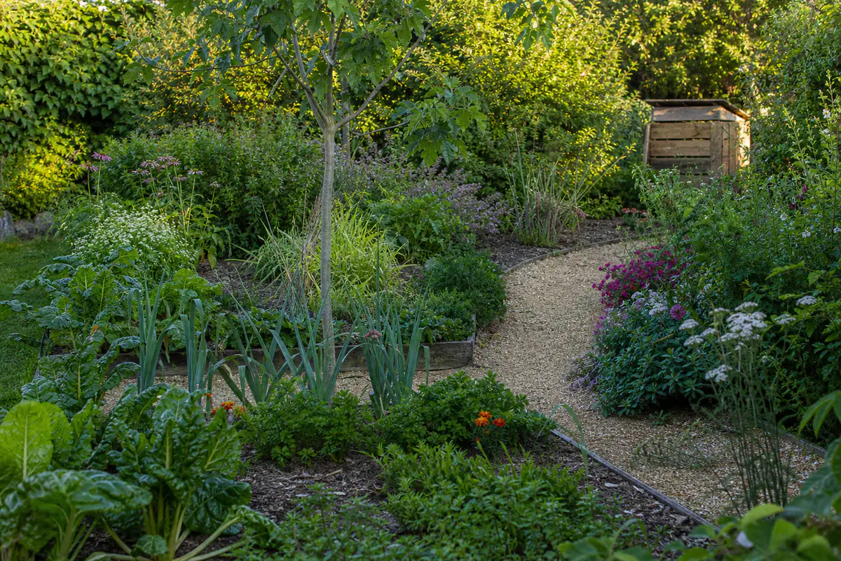 Jardin familial français mûr avec potager paillé, vivaces fleuries, arbustes et allée de gravier au soleil
