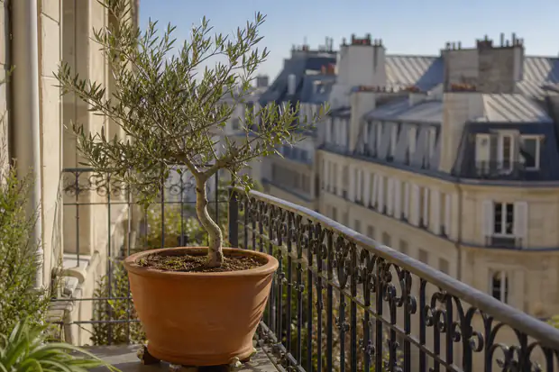 Olivier en grand pot de terre cuite sur un balcon ensoleillé, feuillage argenté devant une façade claire