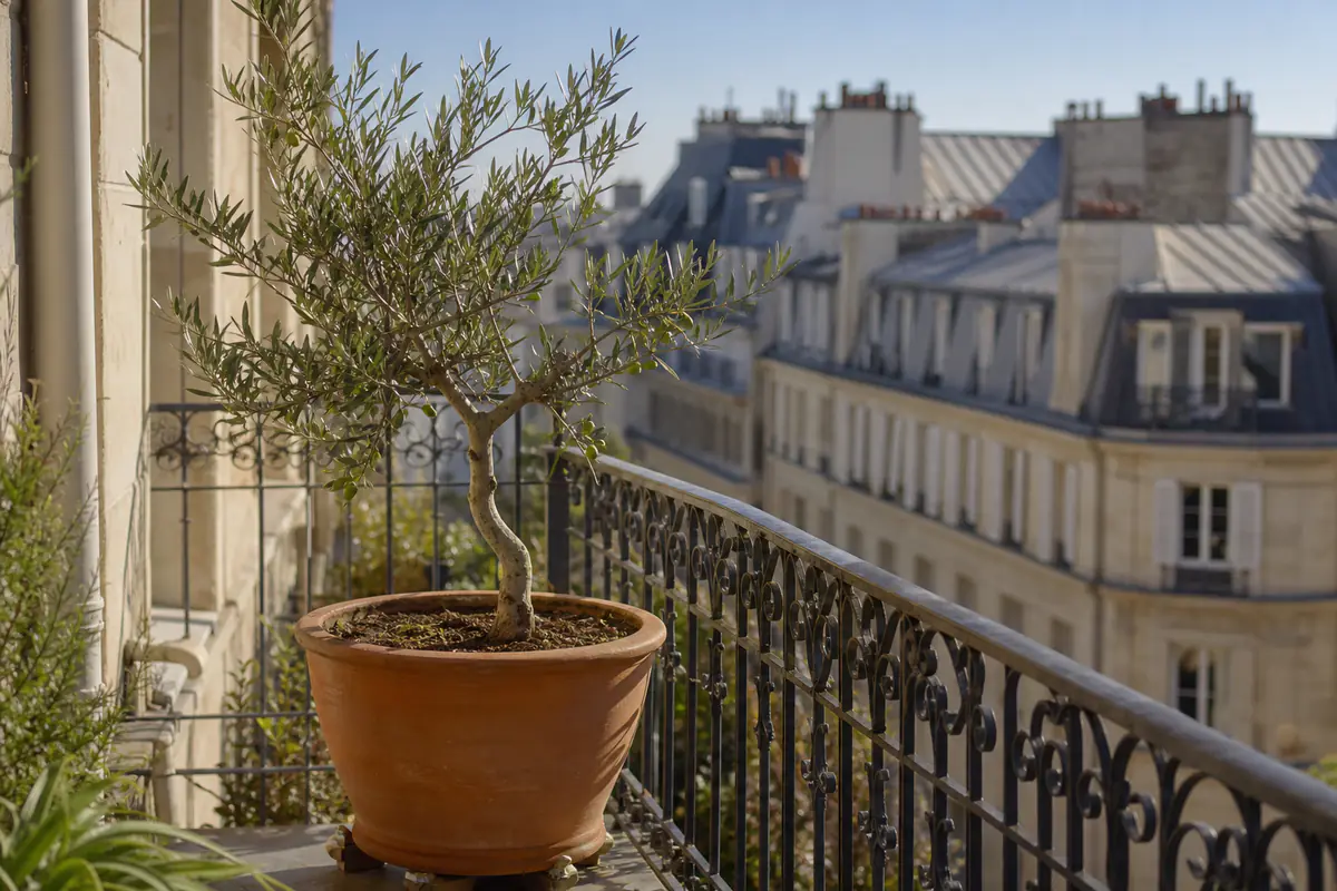 Olivier en grand pot de terre cuite sur un balcon ensoleillé, feuillage argenté devant une façade claire