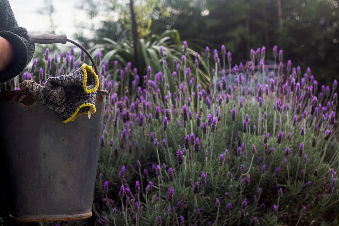 Taille-haie sans fil, élagueuse compacte et outils manuels propres posés sur un établi de jardin en bois.