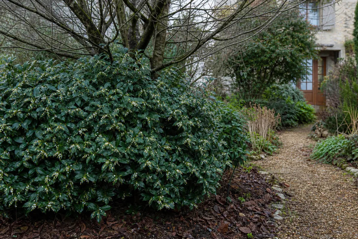 Sarcococca persistant en fleurs sous un arbre caduc, près d’une allée de jardin ombragée en hiver
