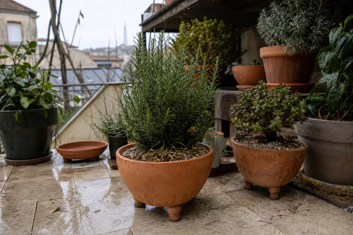 Plantes en pots surélevés sur une terrasse française, avec substrat drainant et soucoupes vides en hiver