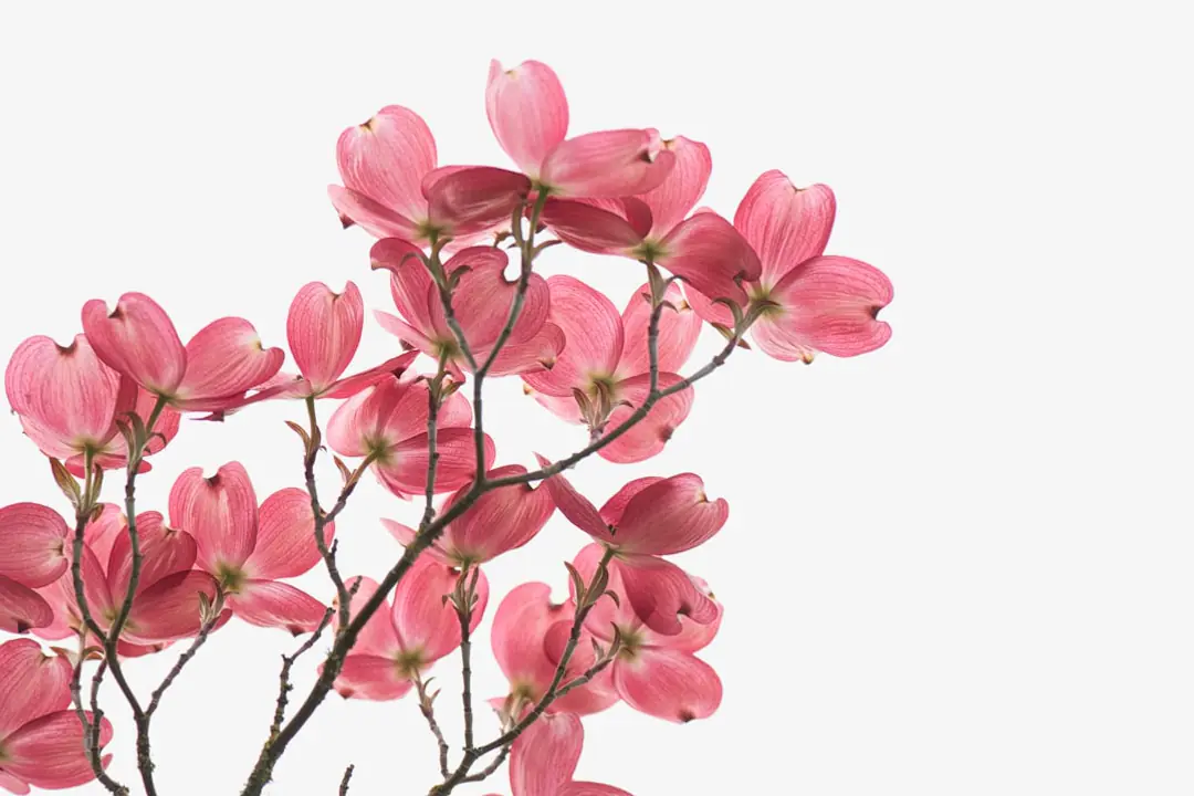 Renoncules roses, abricot et bordeaux plantées en groupe dans une bordure de jardin au début du printemps.