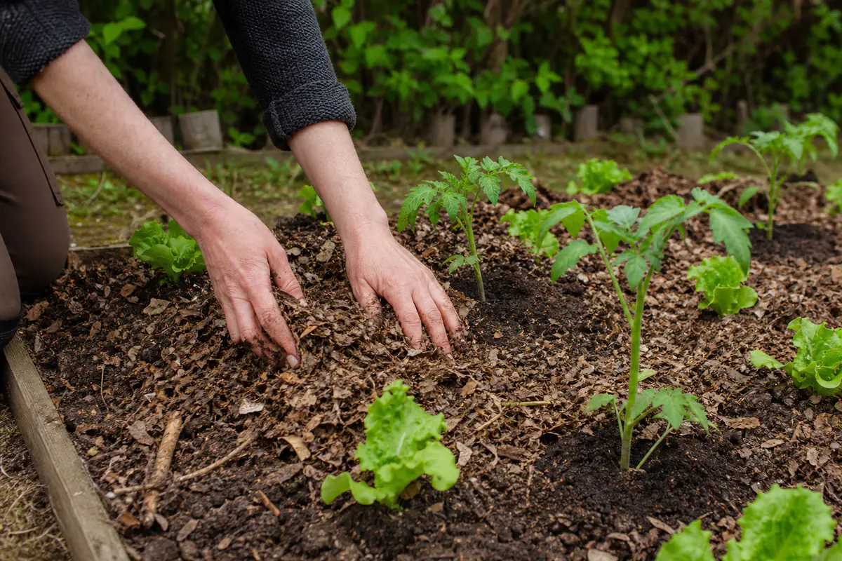 Paillage de feuilles et de broyat autour de plants de légumes dans un potager français au printemps