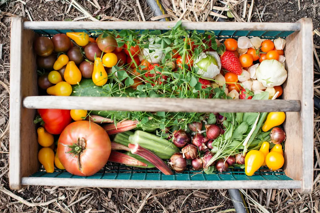 Potager d’été avec tomates paillées, tuyaux de goutte-à-goutte et voile d’ombrage léger au jardin