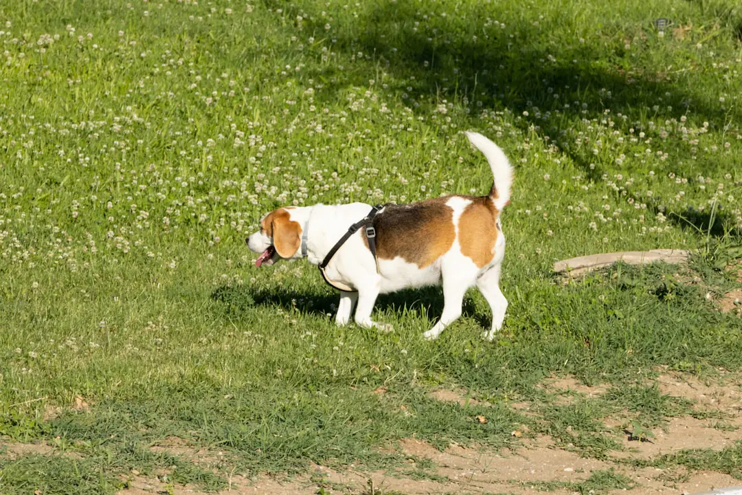 Chien en laisse guidé par son conducteur près d’un potager, pendant qu’une famille observe des feuilles à la loupe
