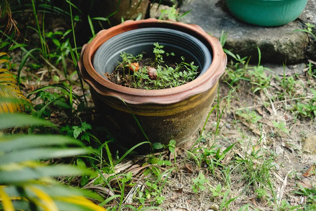 Pelle tamis en acier inoxydable utilisée au-dessus d'une auge pour filtrer du compost mûr dans un jardin français.