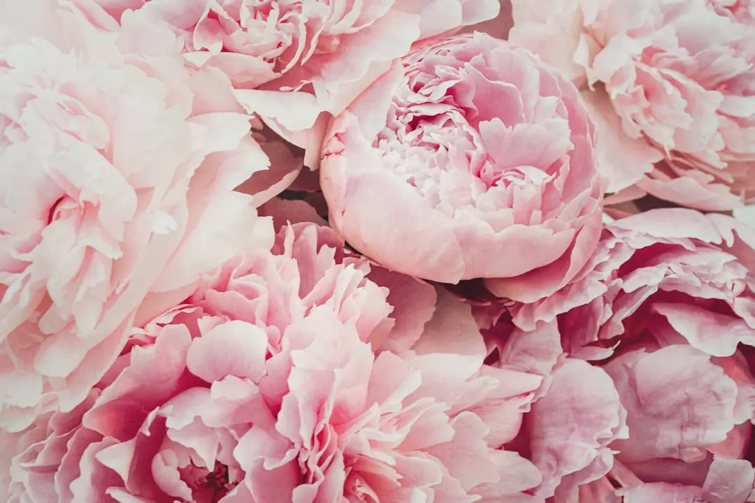 Plantation d’une pivoine à racines nues dans un massif ensoleillé, avec les bourgeons visibles près du sol