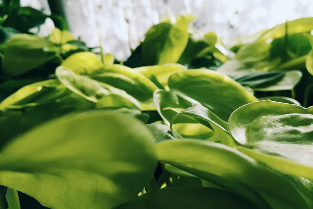 Philodendron grimpant en pot percé sur tuteur, installé près d’une fenêtre à lumière filtrée dans un salon