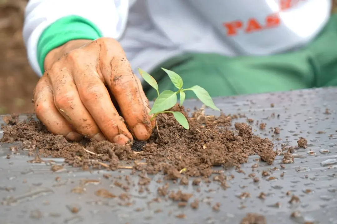 Pelle à terre à deux roues chargée de compost sur une allée de potager, avec outils et paillage autour.