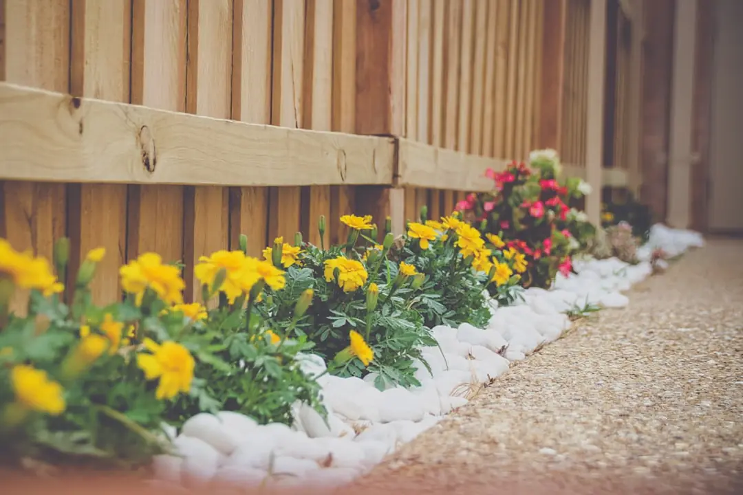 Jardinier examinant un plan de massif dans un jardin familial avec allée, arbustes et paillage organique.