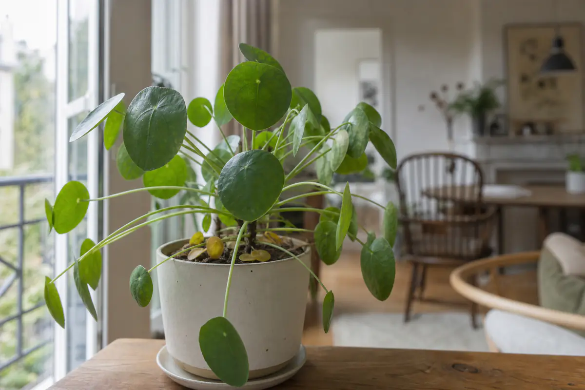 Pilea peperomioides aux feuilles rondes dans un intérieur français lumineux, quelques feuilles tombées à la base du pot