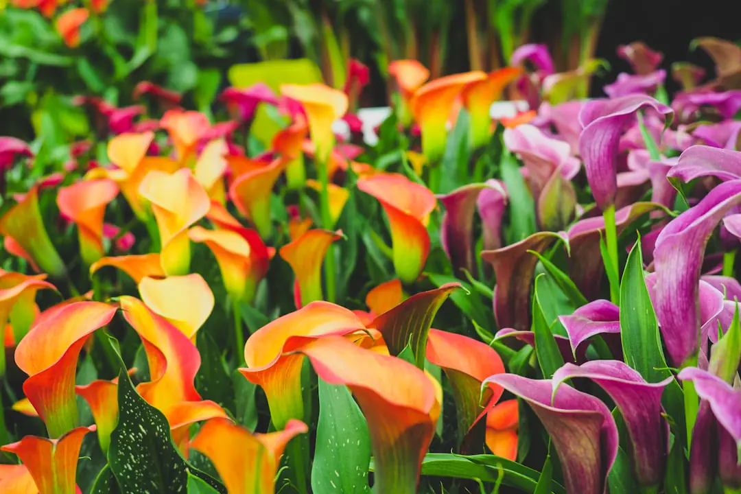 Nain de jardin discret en terre cuite, niché parmi des fougères, des heuchères et des fleurs de massif