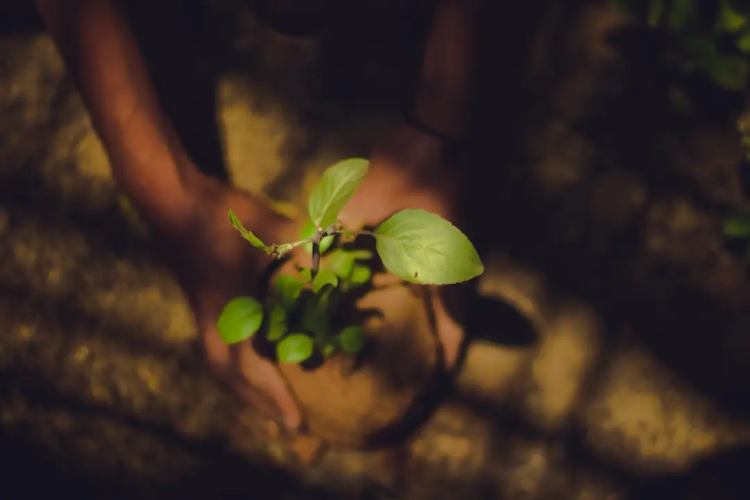 Jeune arbre planté dans un jardin français, entouré d’un paillage et d’une cuvette d’arrosage bien formée.