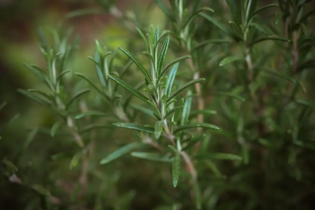 Jeunes plants de thym, persil, ciboulette et basilic en pots prêts à être installés dans un jardin français