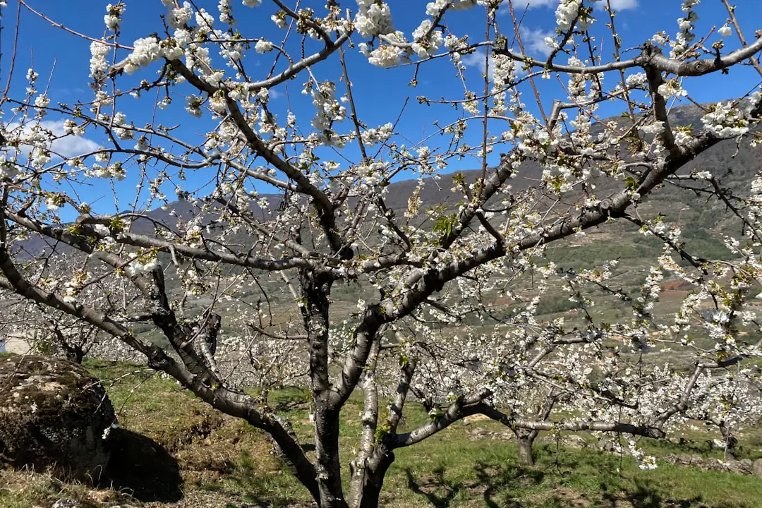 Abricotier en fleurs planté contre un mur clair dans un jardin français, sol paillé et jeune tuteur en bois