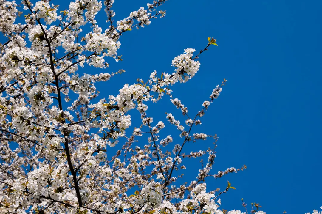 Jeune lilas des Indes en conteneur planté dans un massif paillé et arrosé lentement lors d’une matinée d’été.