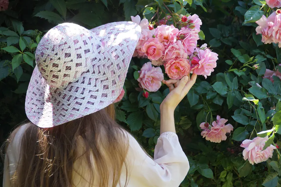 Plantation d’un rosier à racines nues dans un jardin français, point de greffe placé au niveau du sol