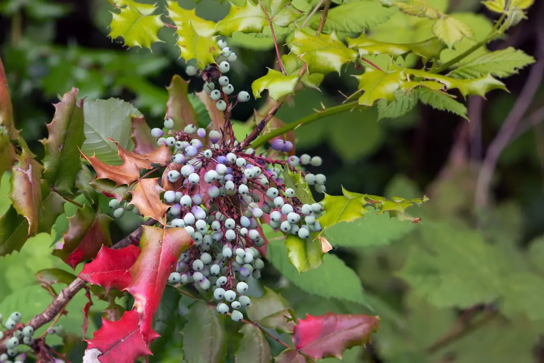Jardinier taillant une vigne palissée en décembre par temps sec dans un jardin français hivernal