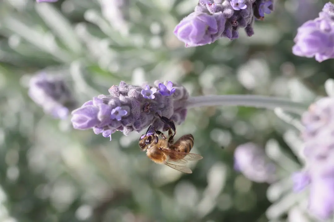Massif de fleurs simples avec achillées, origan et centaurées visitées par des insectes au jardin