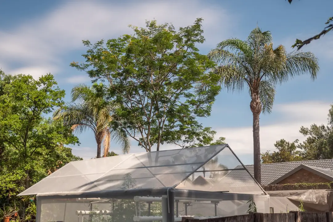 Pothos, philodendron et misère cultivés dans des vases d’eau lumineux sur une étagère intérieure