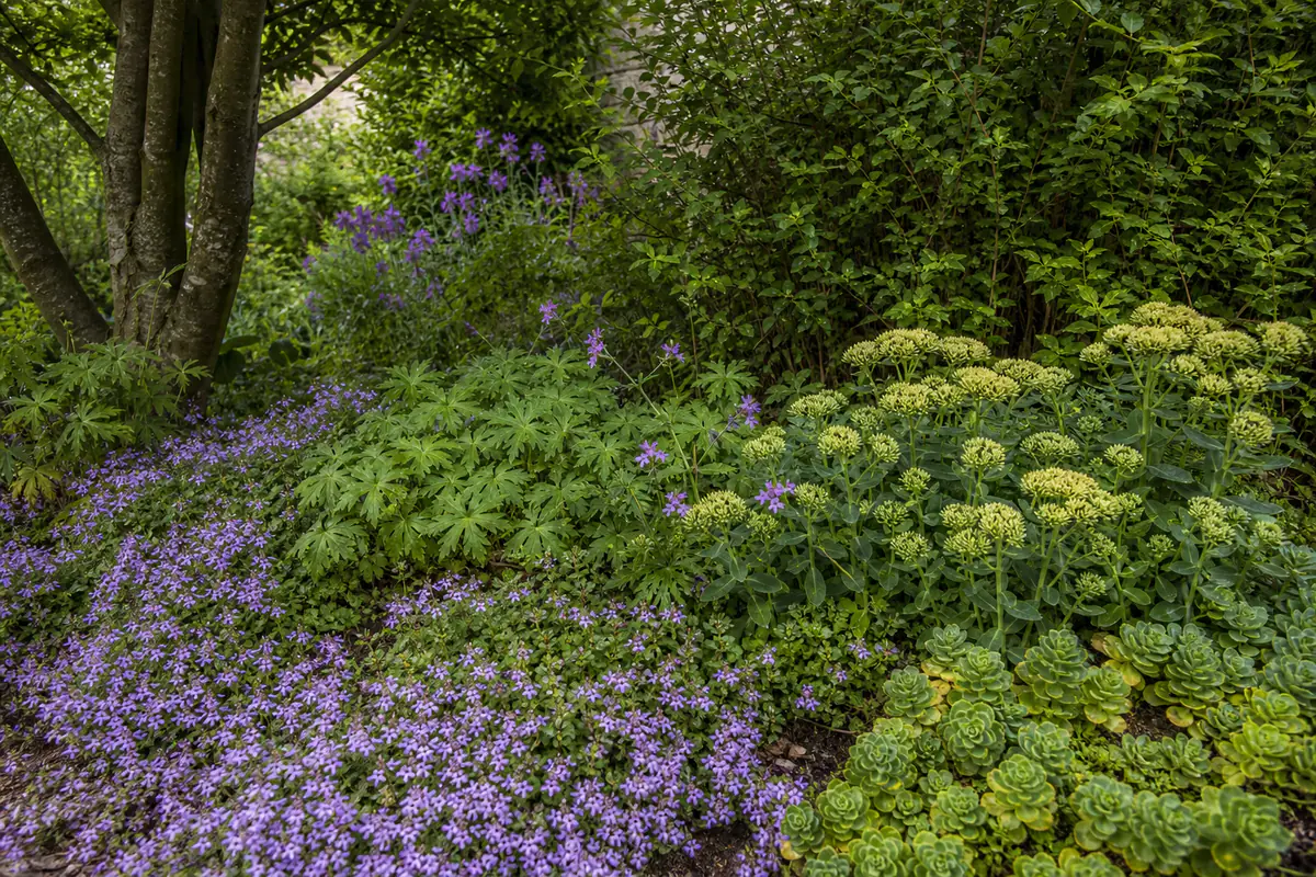 Massif fleuri de thyms rampants, géraniums vivaces et orpins couvrant un sol frais au pied d’arbustes