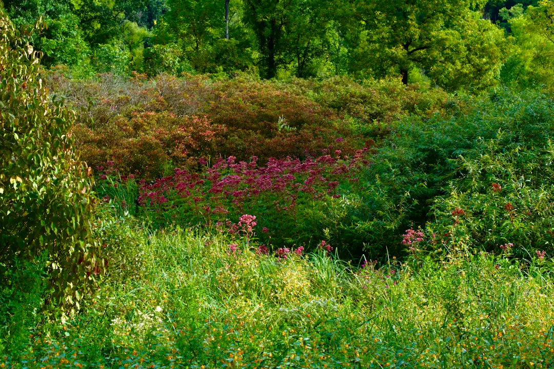 Jardin français naturel avec massif diversifié et bambou contenu par une bordure anti-rhizome discrète