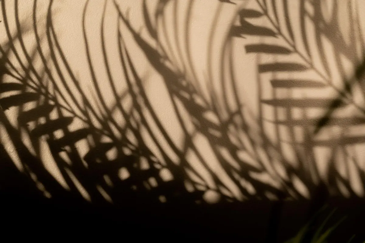 Massif d’ombre sous un arbre mêlant hakonechloas, fougères peintes, tricyrtis et couvre-sols lustrés