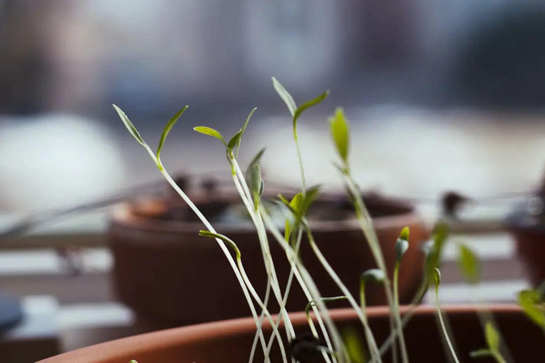 Jardinier choisissant des plants de fruitiers, bulbes et graines sur une table de rempotage au jardin