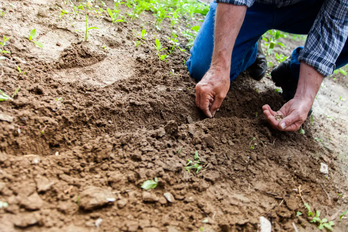 Jardinier mesurant au cordeau l’espacement entre jeunes plants de légumes dans un potager français ensoleillé